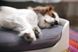 Лежак двухярусный для кошек и собак Keter Pet Bunkbed 17201821