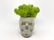 Сучасна ваза зі стабілізованим мохом Marry Arti SKULL З - 8х5x6, 5см, сірий